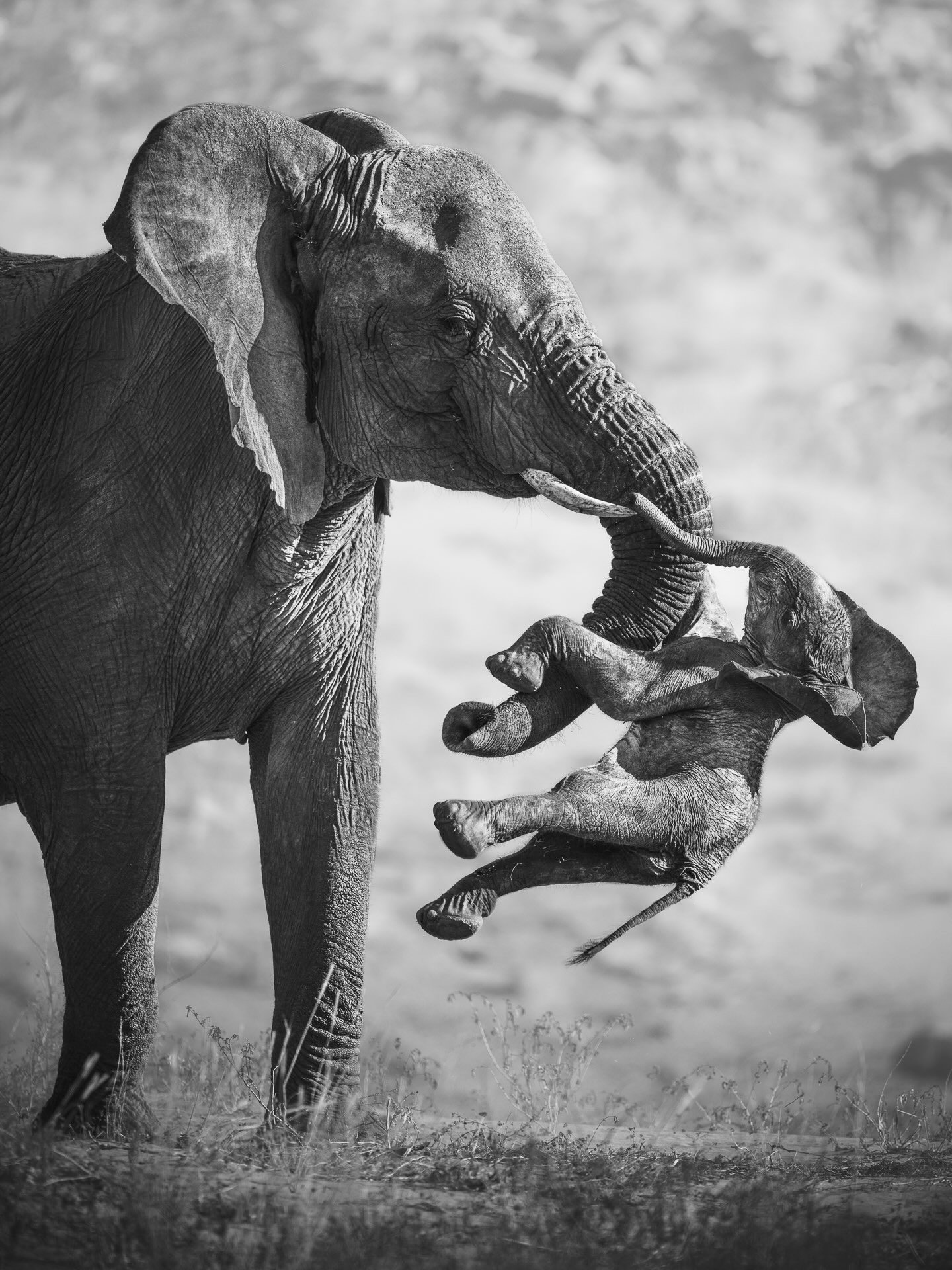 Wildlife Photographer of the Year 2025