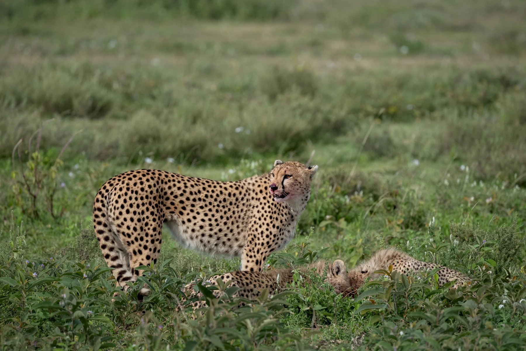 Tanzania Safari Cheetah