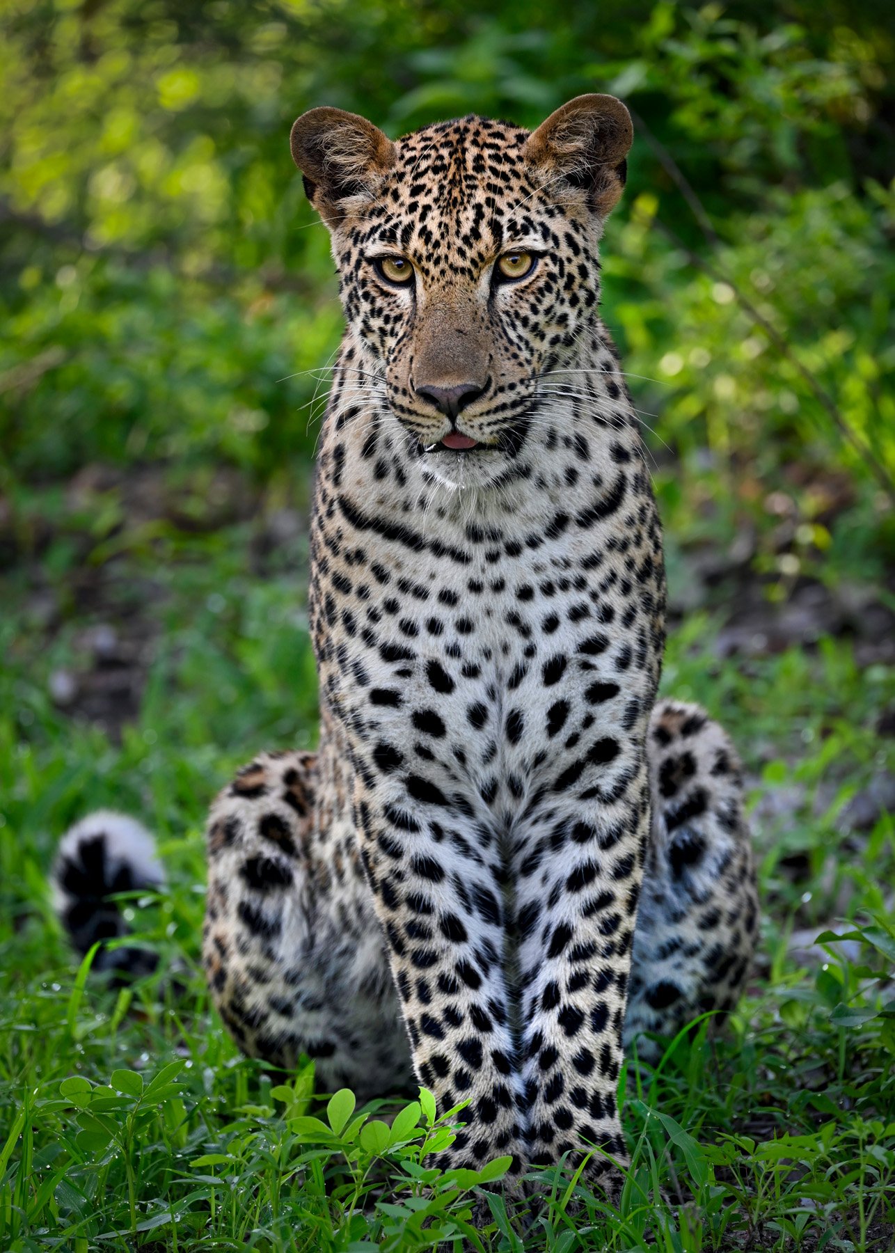 Leopard Zambia Africa