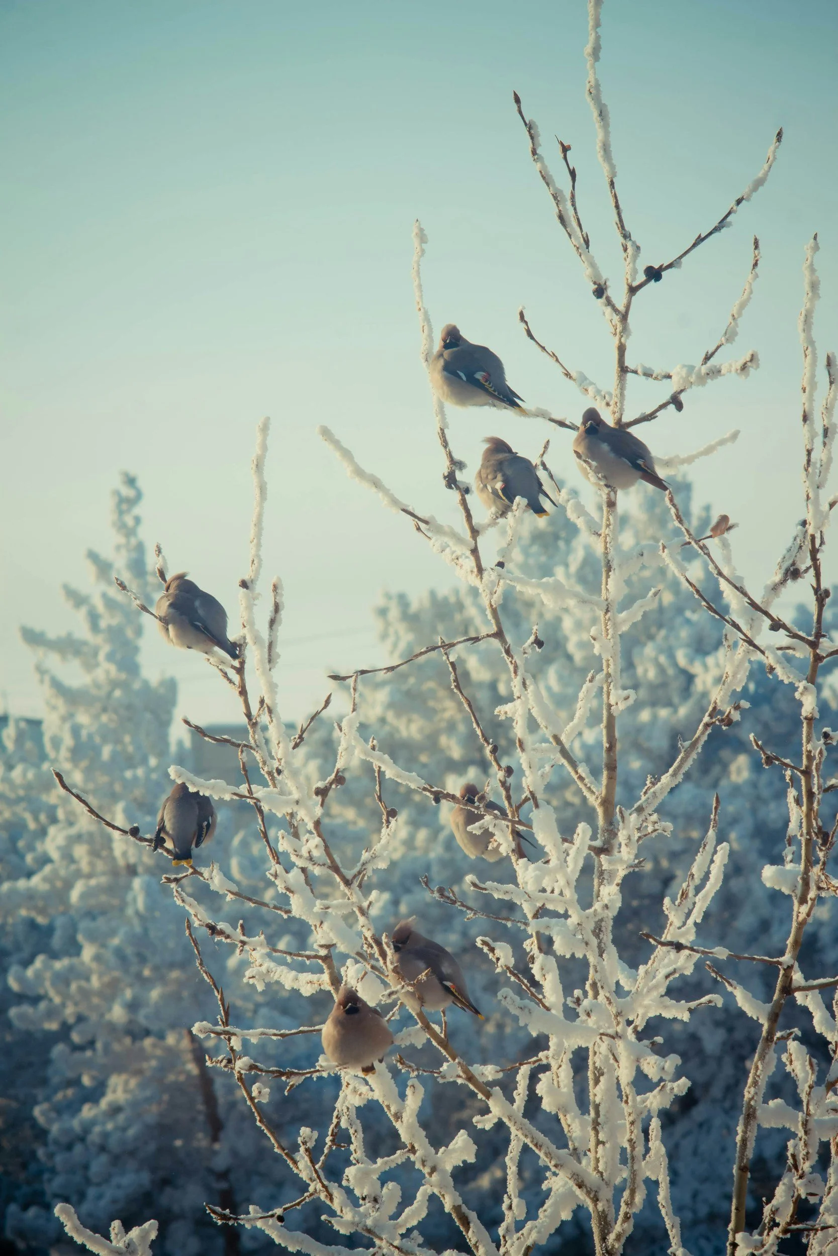 Winter Gala