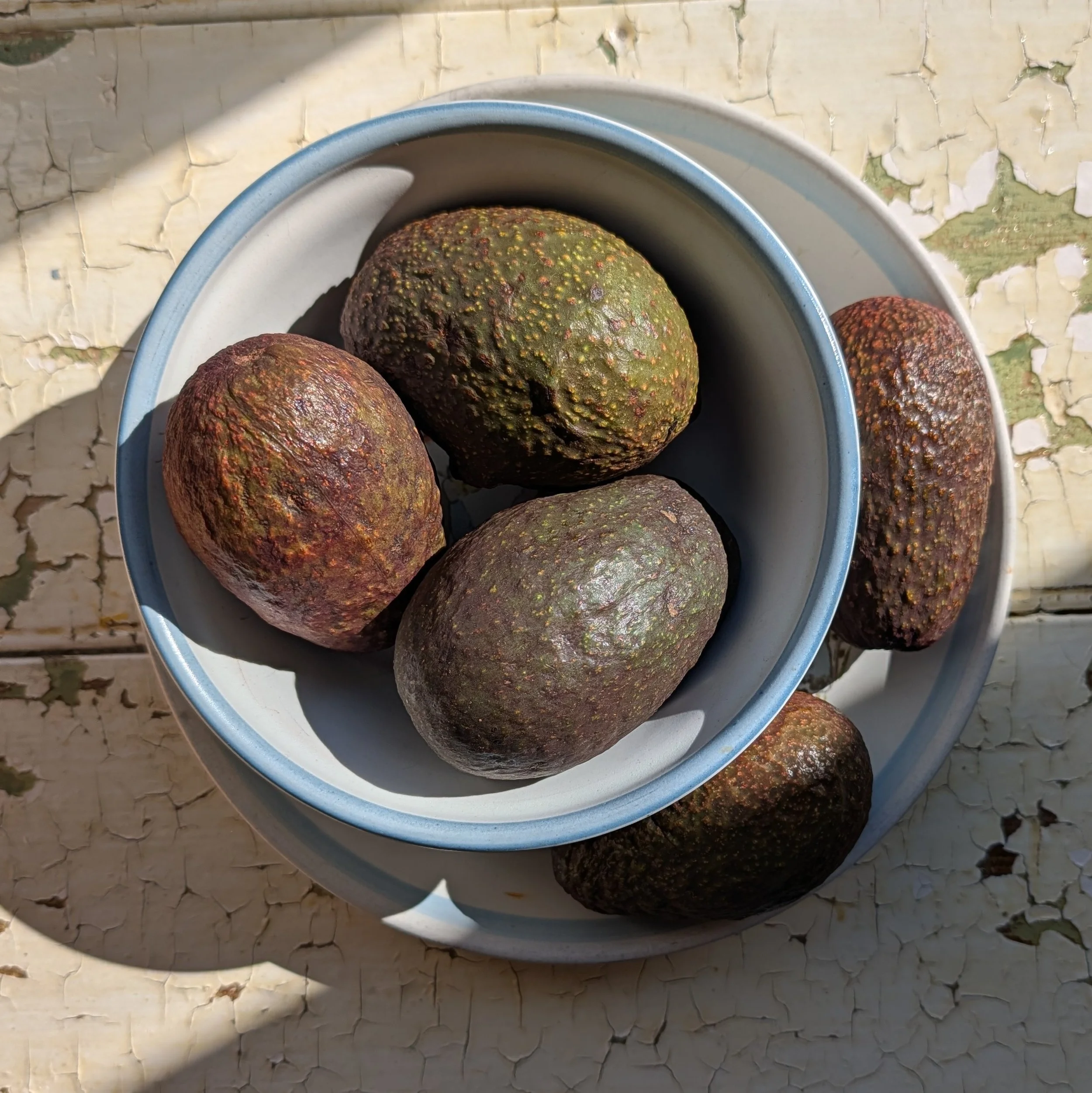 Rich Decaf Mocha Vegan Avocado Pudding
