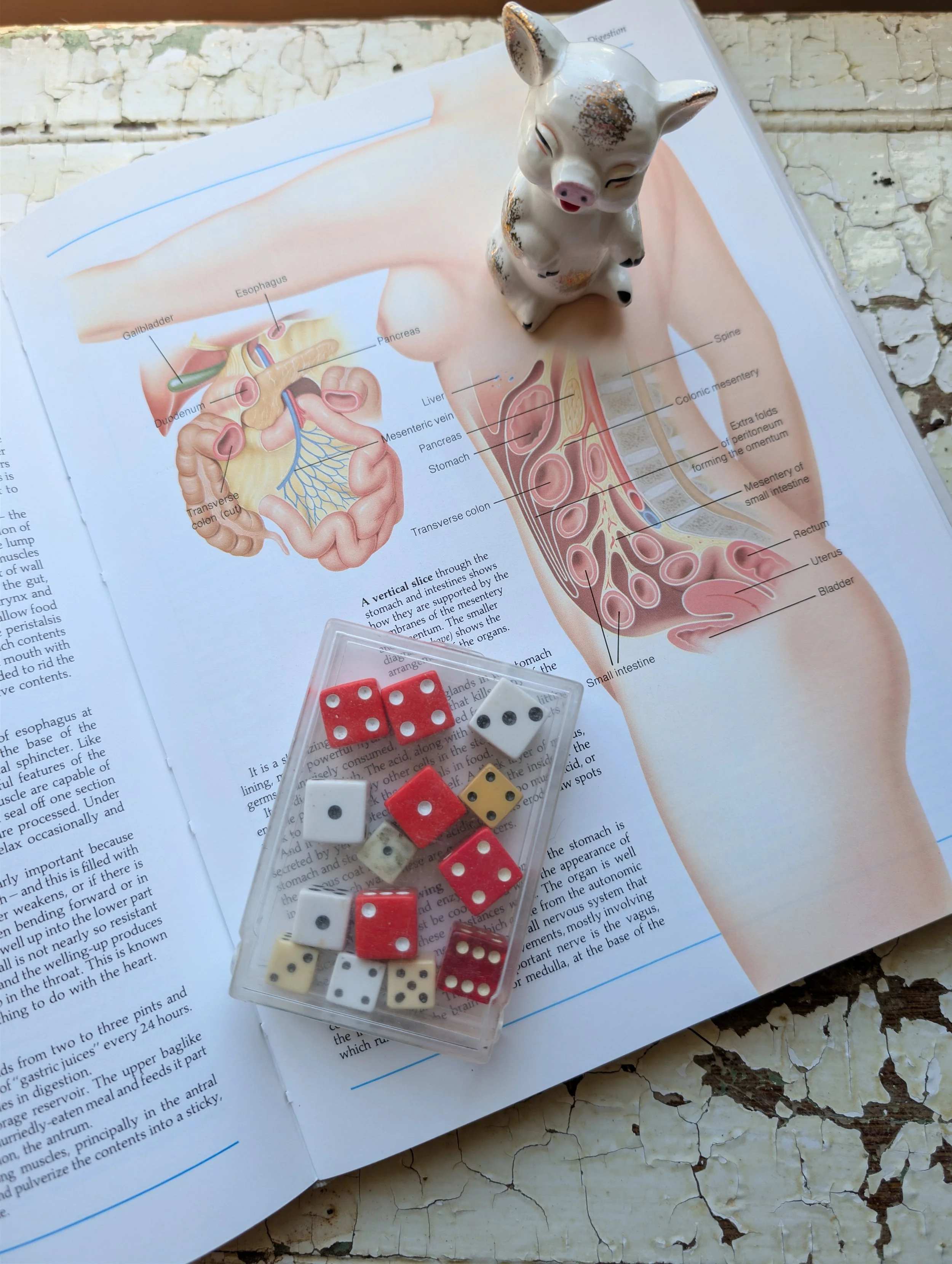 You're Human in an Ecosystem: Justification for my Low-impact Diet 

