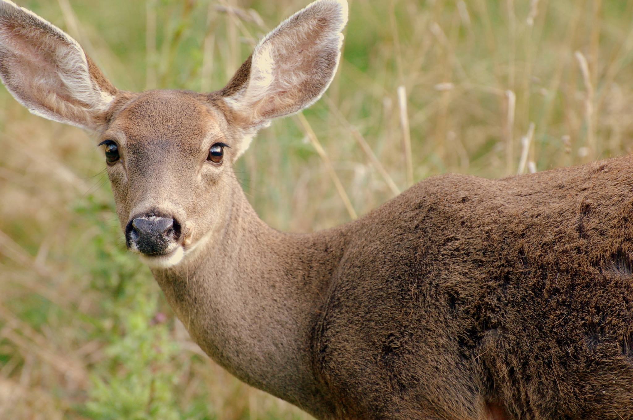 Image of a deer in the wild, which is frequently spotted on Orcas Island.