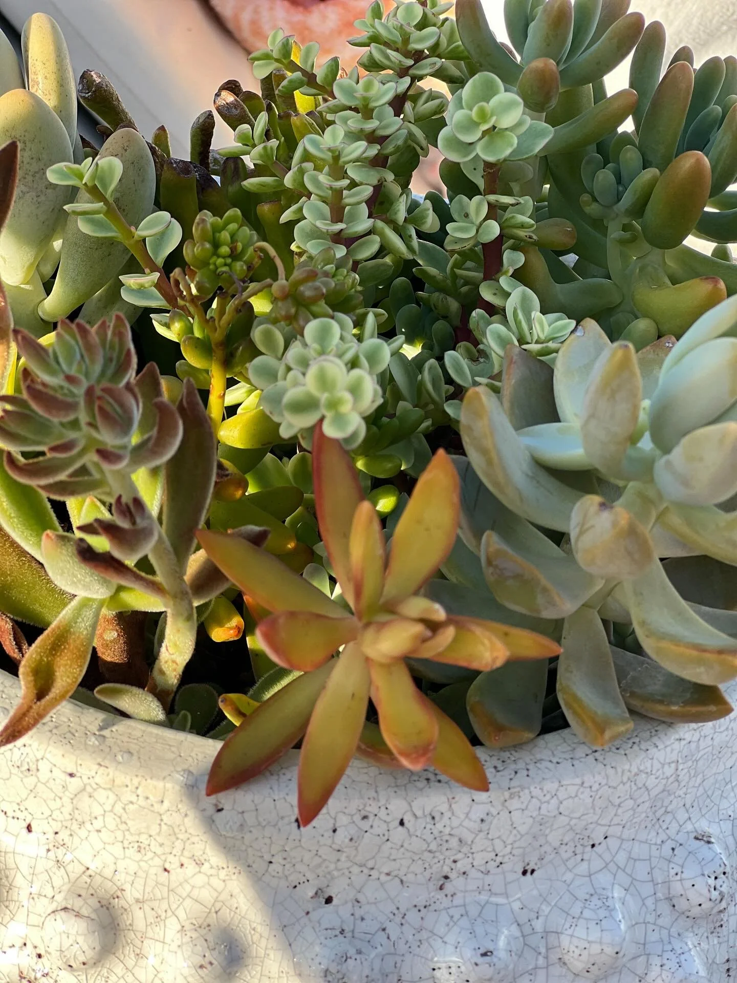 Succulents in the desert light &hellip;