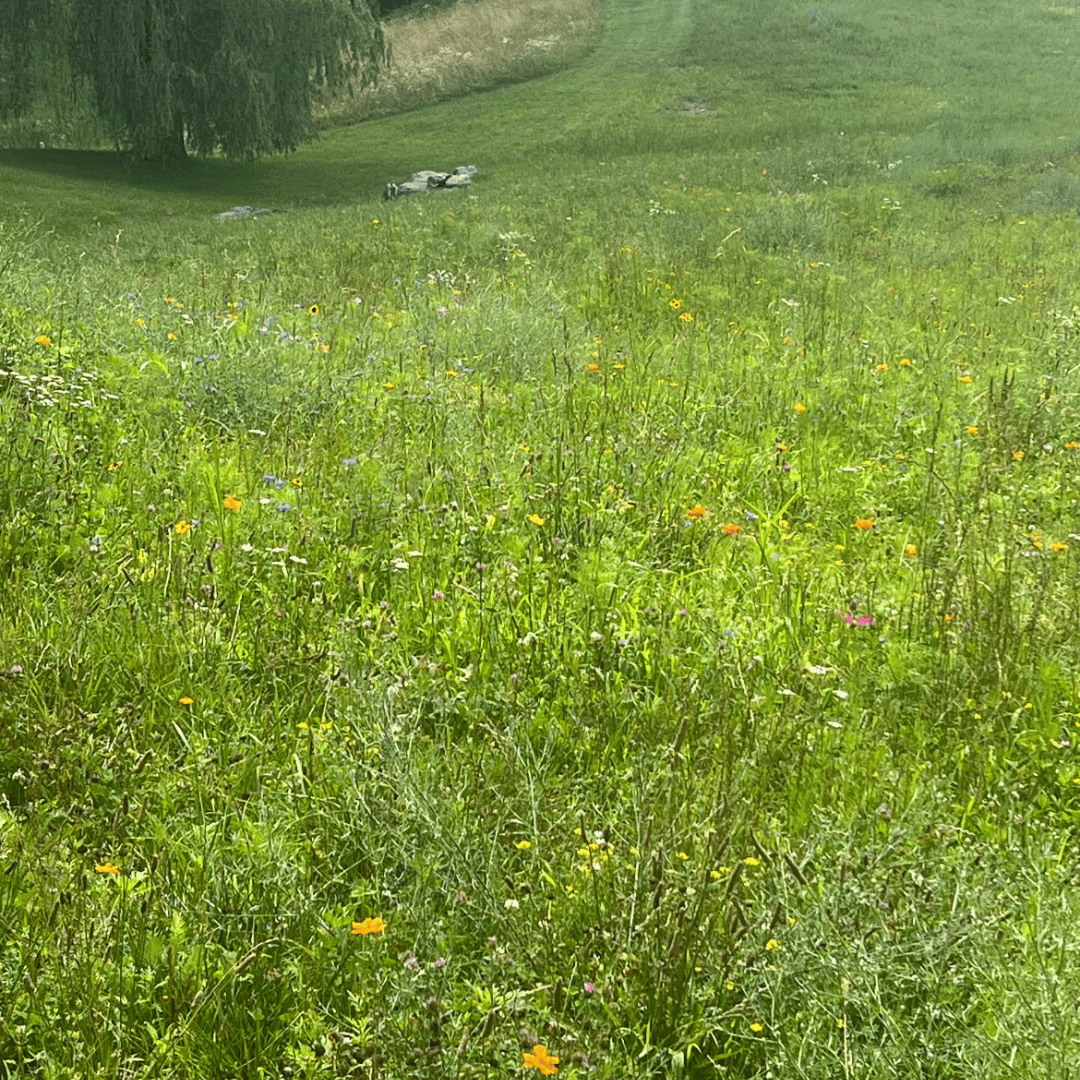 livolia rewild landscapes.png