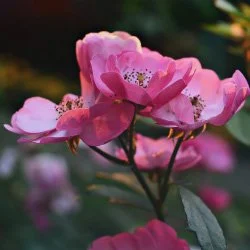 Coroa de flores coloridas com uma faixa de condolências que diz "HOMENAGEIE SEUente QUERIDO".