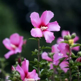 Flor rosa em um jardim, com outras flores e folhagens ao fundo.