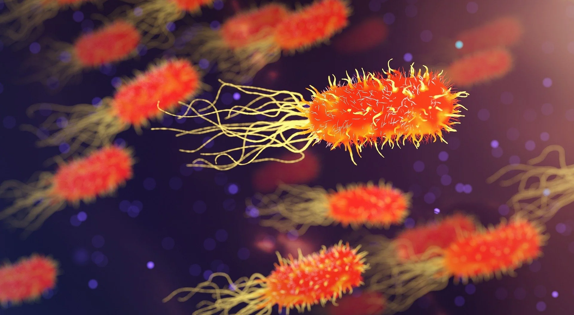 Nutritional Support for H. Pylori Infection Treatment and Recovery
