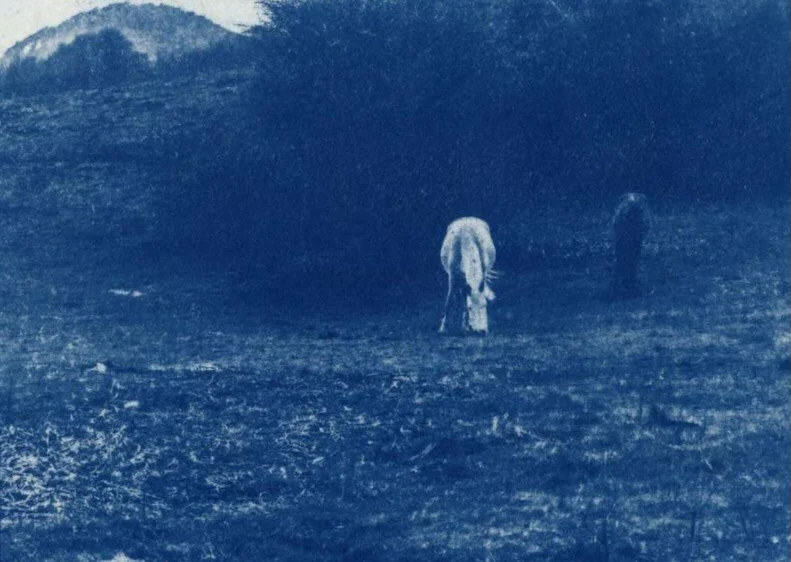 Wild Feminine, a photo series by @lindsylouise.art was created in the Calvana mountains of Italy where she and two friends searched for wild horses and communion with the landscape. 

This work explores the weaving together of body, animal, and envir