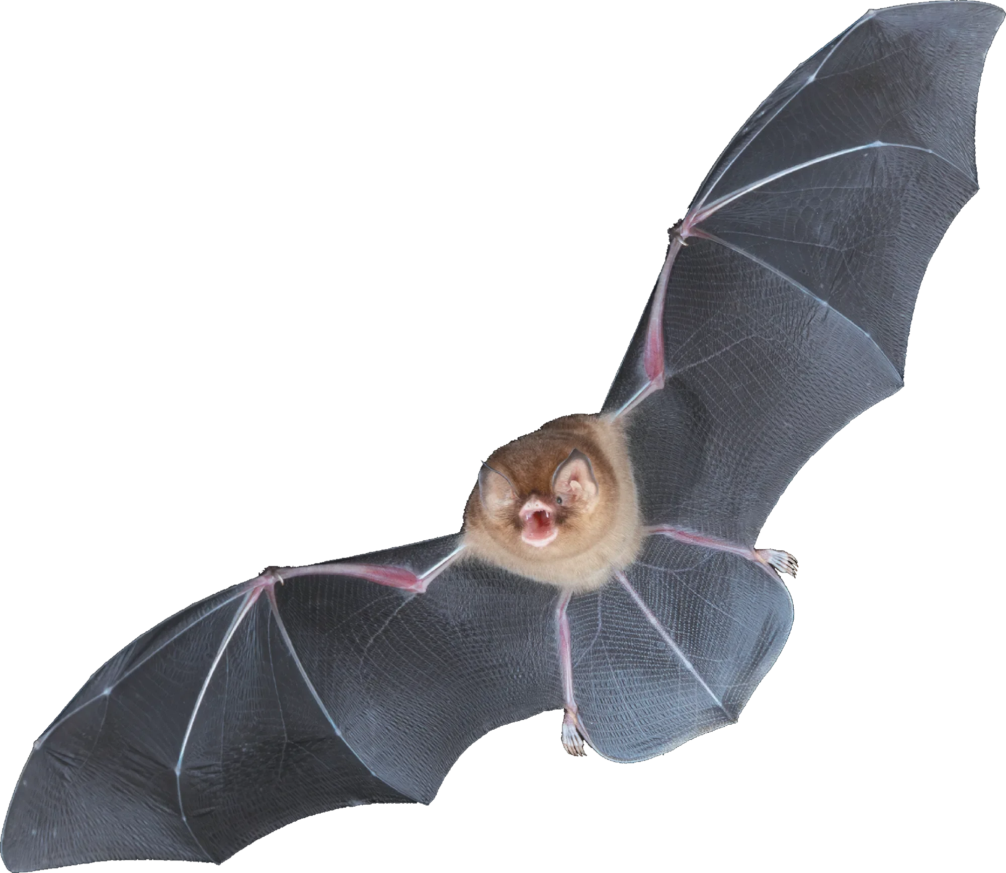 Cave Conservation Is Key to Protecting the Brazilian Funnel-Eared Bat
[Bats Magazine]