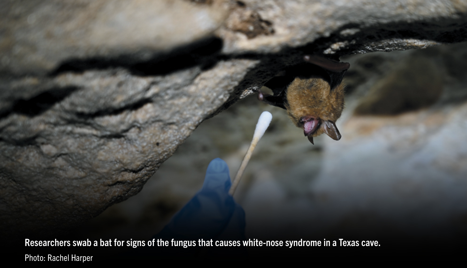 A Promising Potential Solution to White-Nose Syndrome 
[Bats Magazine]