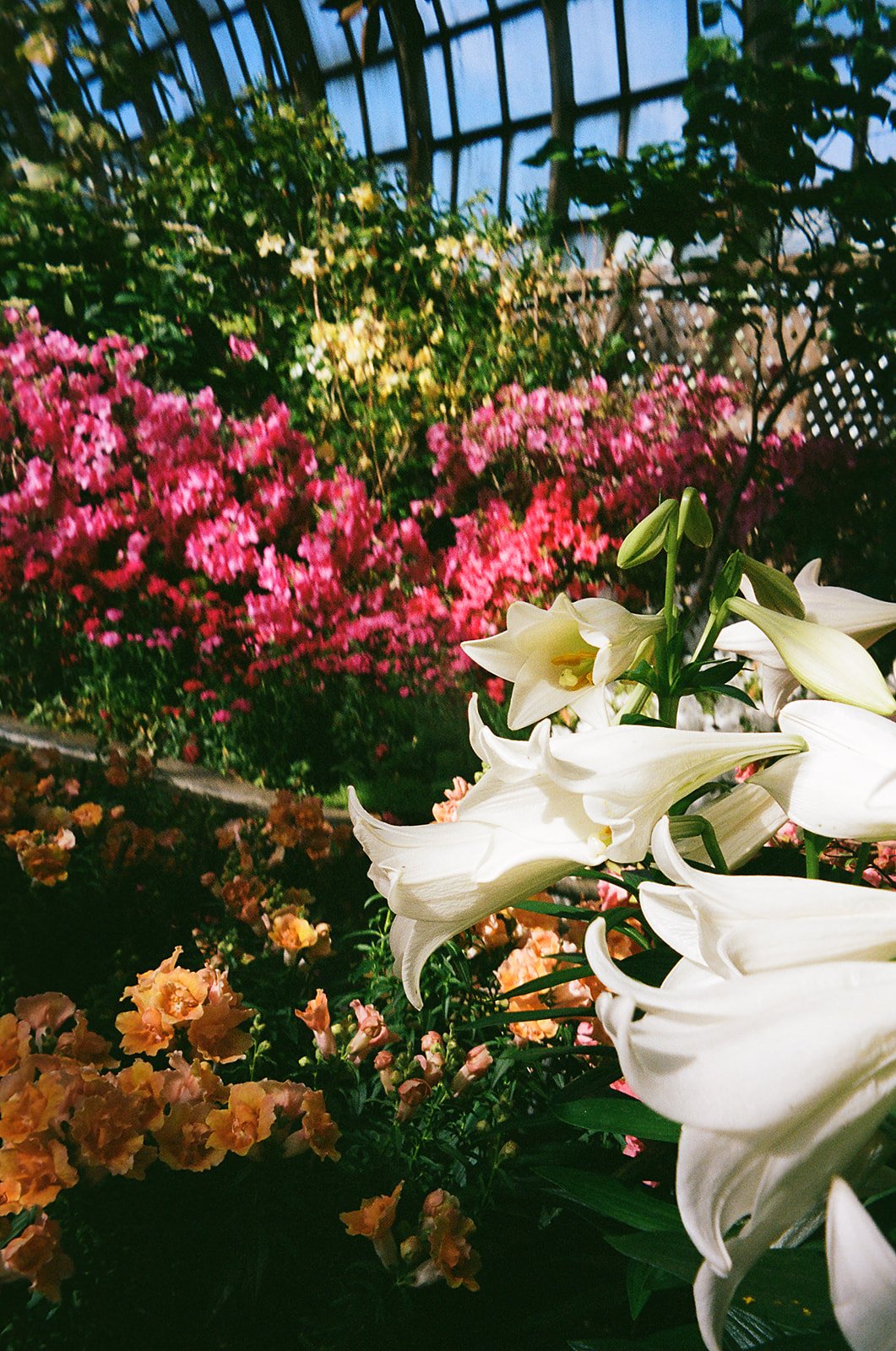 details of lush plants. Bride and Groom get married at Lincoln Park Conservatory and Salvatores. Grace Coudal is a Chicago lesbian photographer specializing in portraits, candid, editorial, documentary, events, + weddings. Analog film wedding photogr