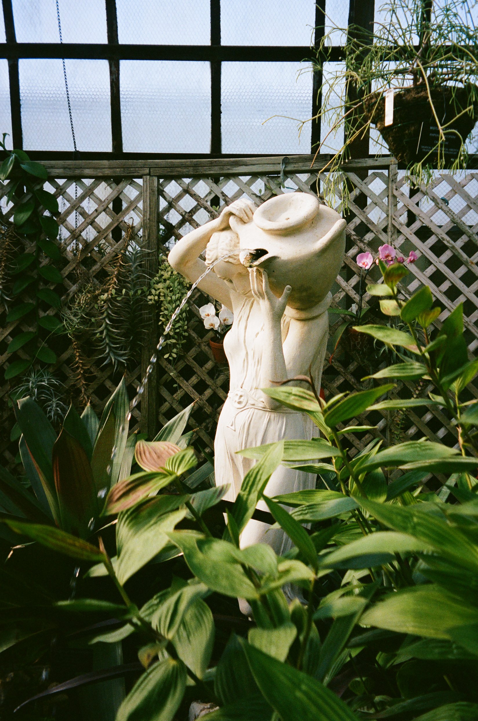 details of lush plants. Bride and Groom get married at Lincoln Park Conservatory and Salvatores. Grace Coudal is a Chicago lesbian photographer specializing in portraits, candid, editorial, documentary, events, + weddings. Analog film wedding photogr