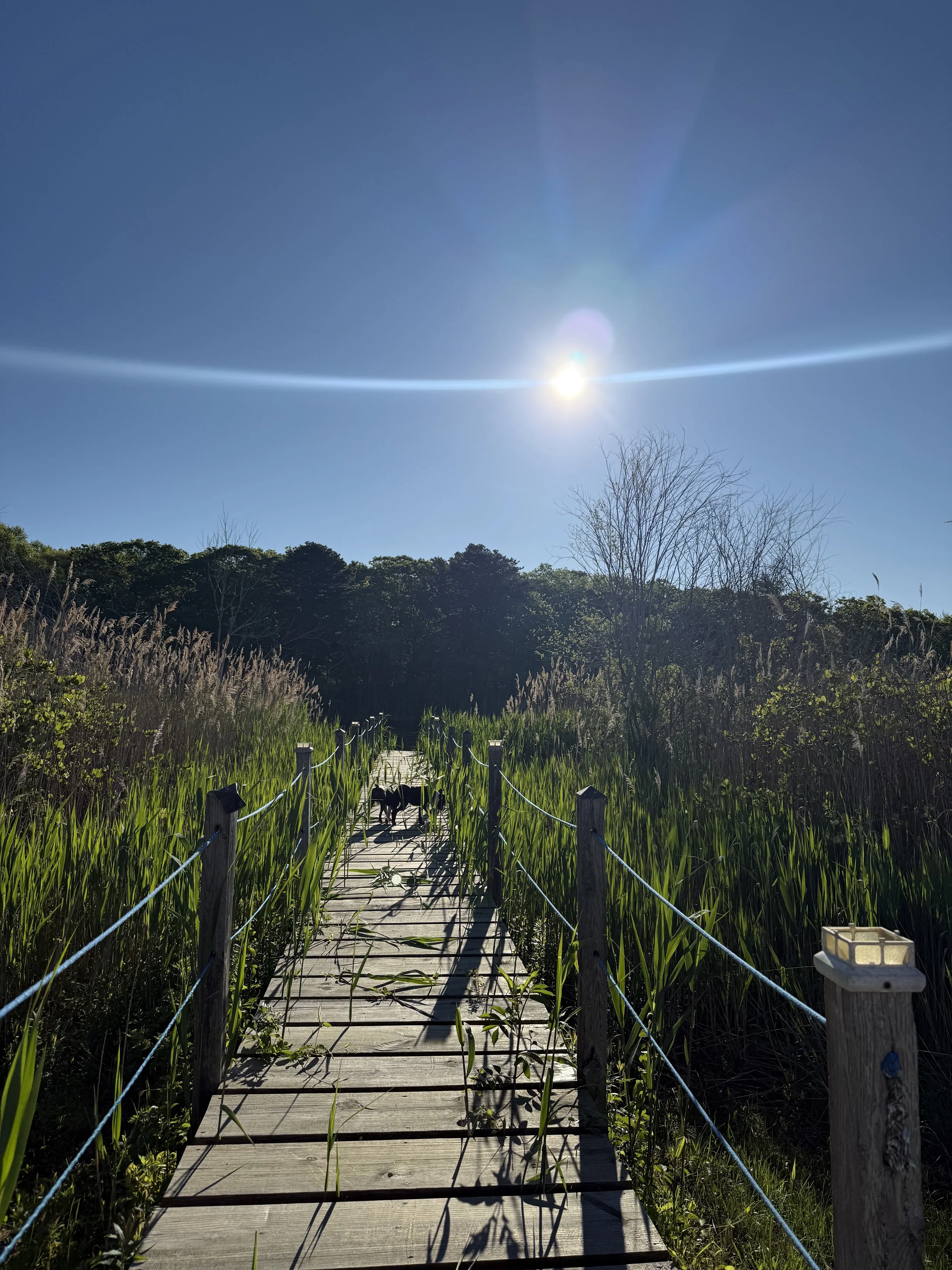 Puente de madera en la naturaleza rodeado de vegetación y un perro en el centro, bajo un cielo despejado con el sol brillante.