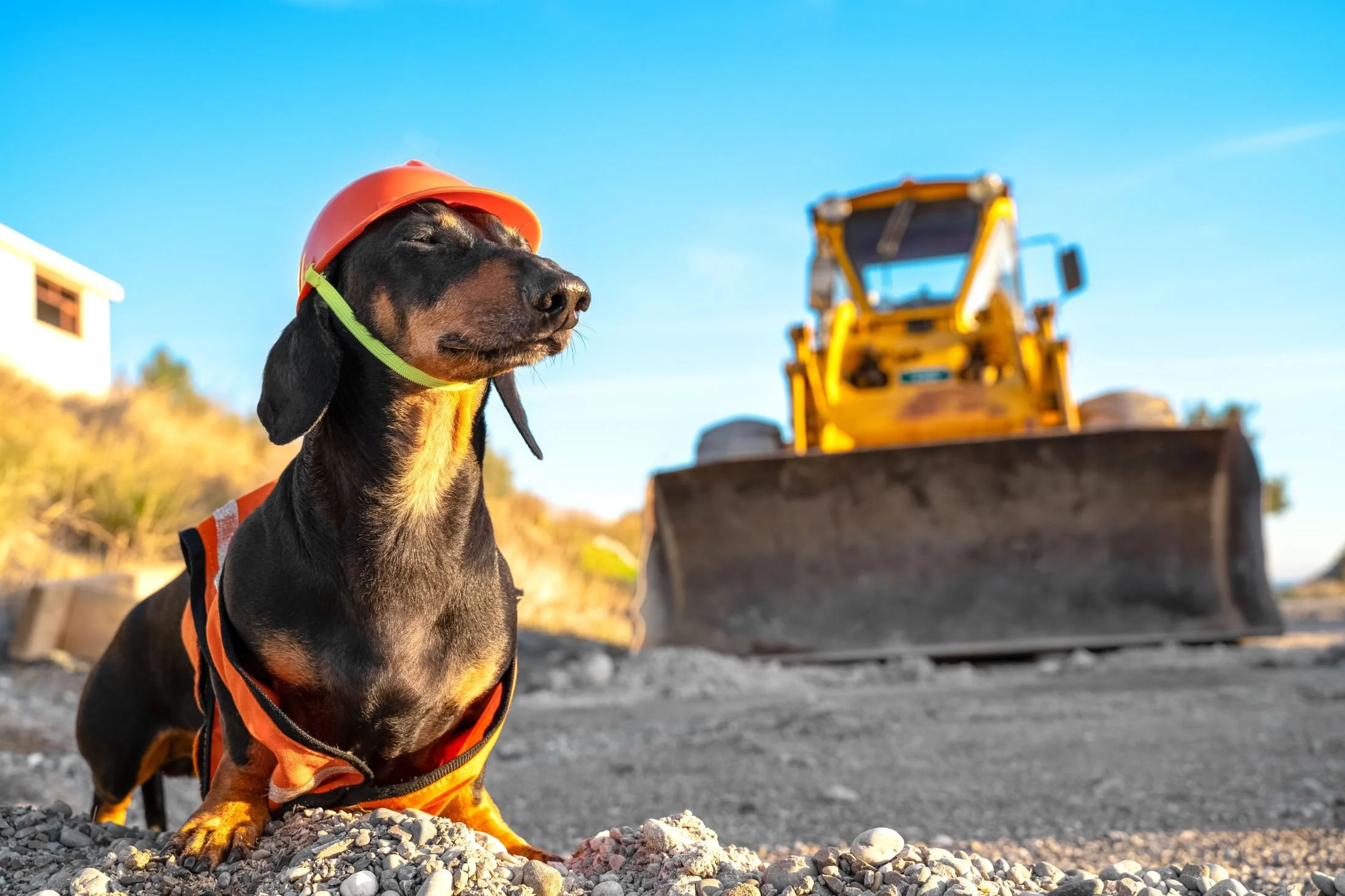 Wiener Dog on Construction Site Spring Creek Excavation