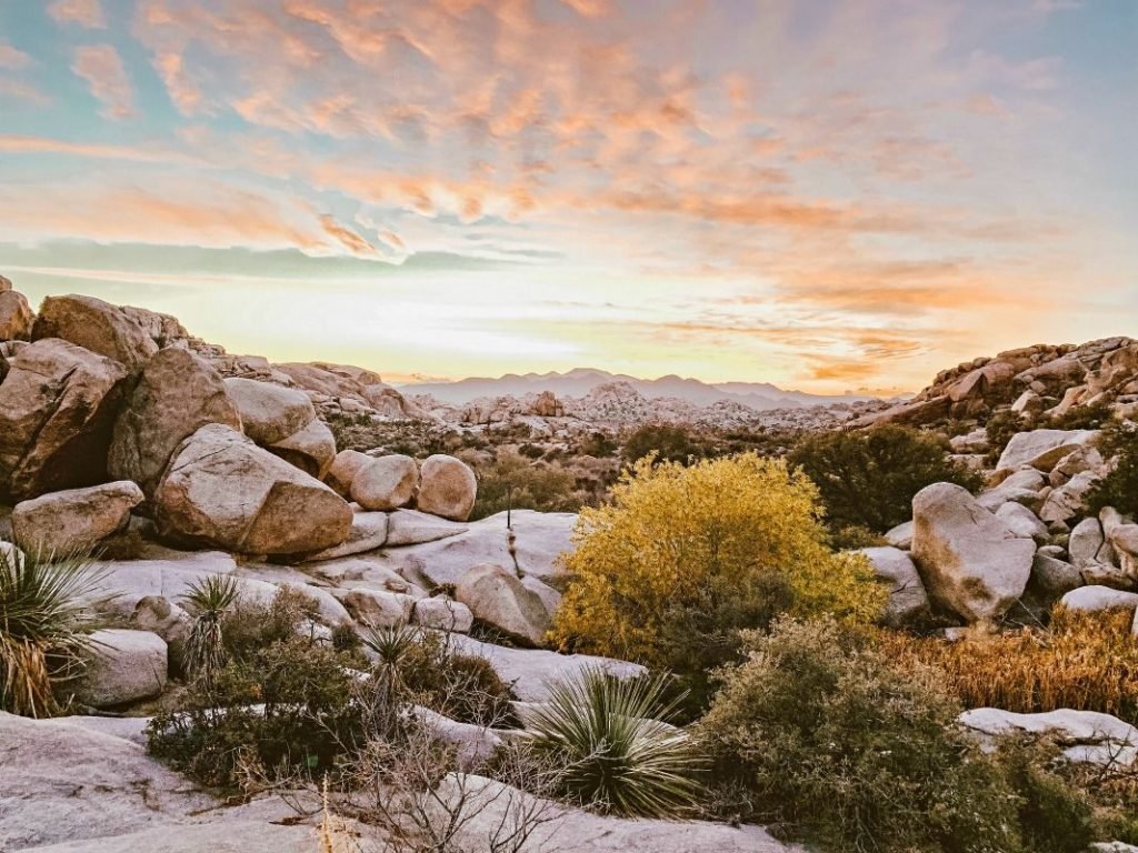 Joshua-Tree-Sunset-1024x768.jpg