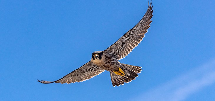 Success Story Falcon Cohort - Beginning June 23rd
