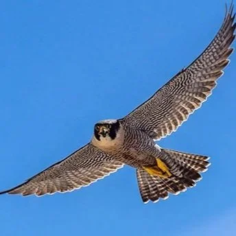 falcon-flying-sm.jpg