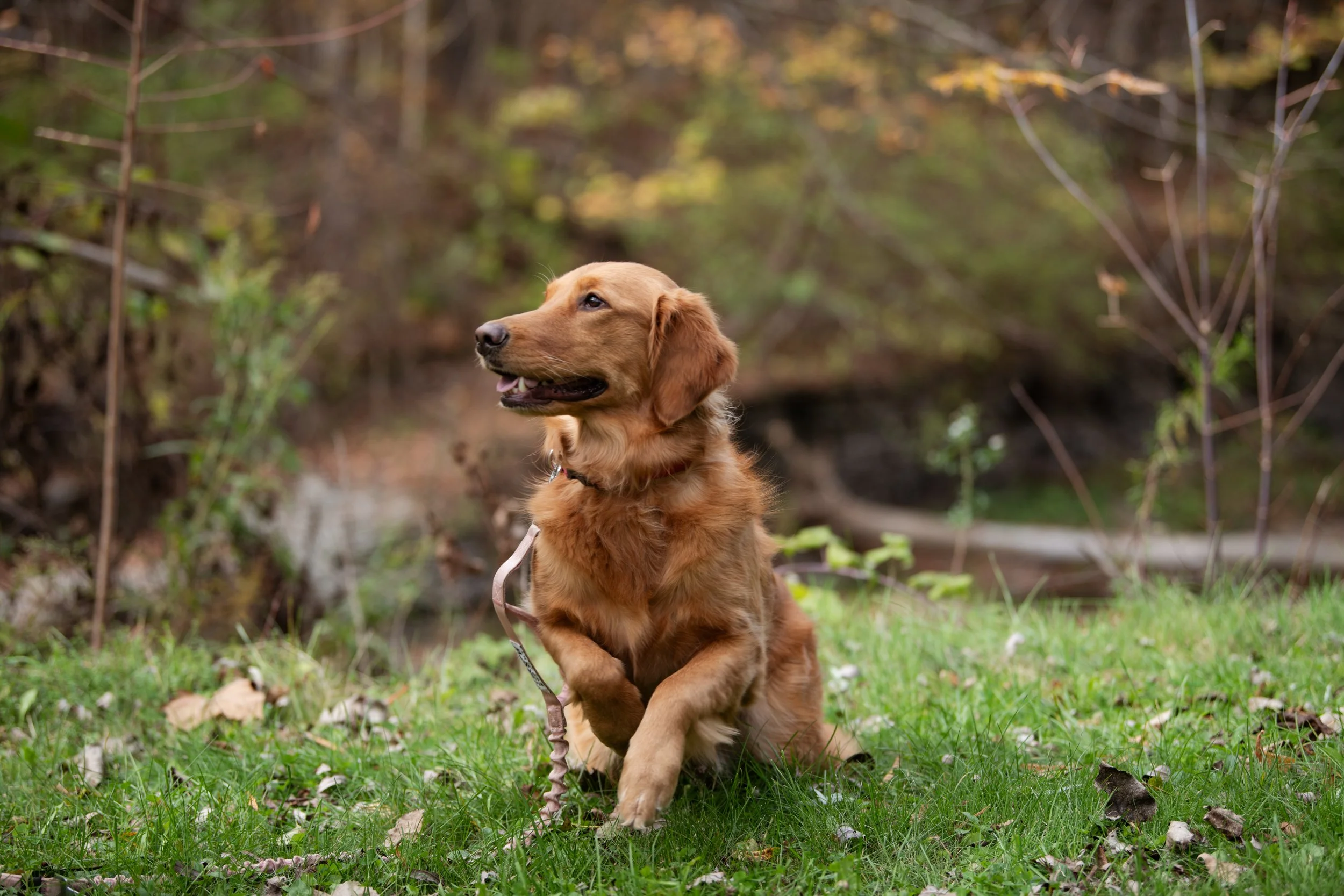 A golden retriever dog sitting on green grass with fallen leaves and trees in the background.