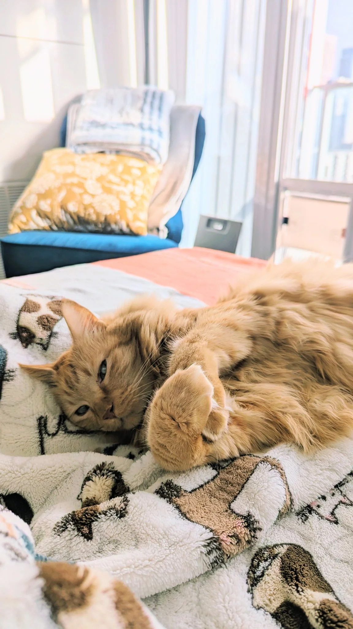 My cat Rey being too cute (Orange cat snuggled in blanket)