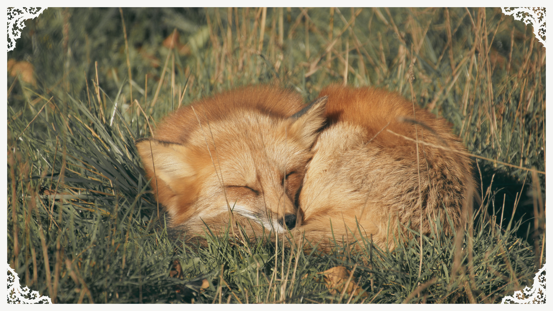 A fox is curled up asleep in the grass