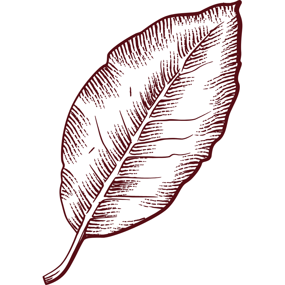 Illustration of a leaf