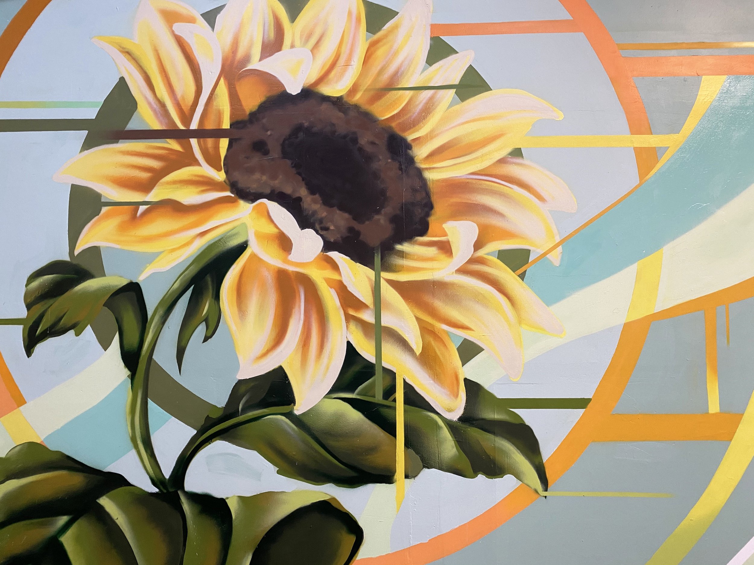 Sunflower.jpg