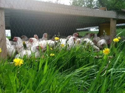 Pastured Chicken Backs -n- Necks Soup pack