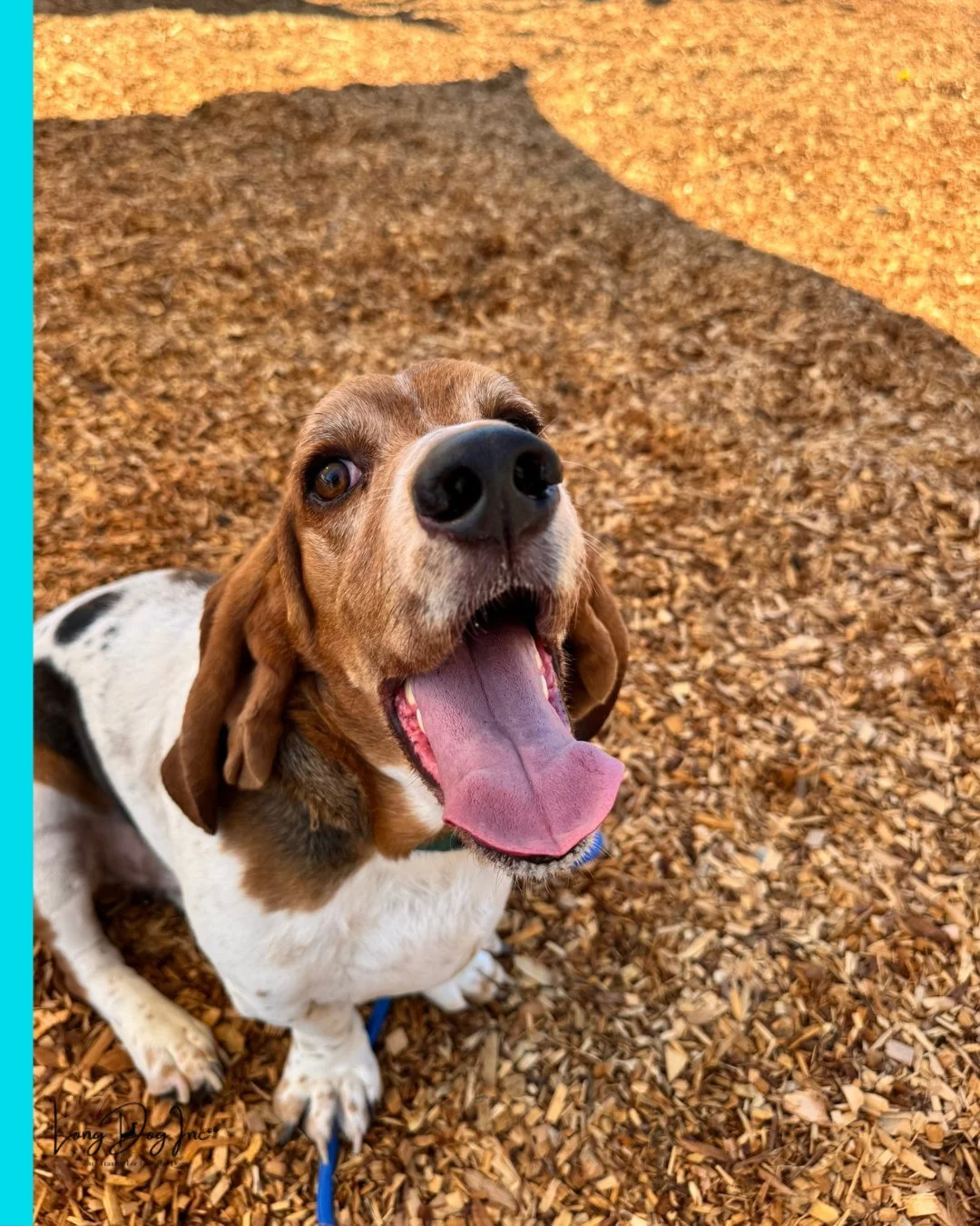 If this smile doesn’t brighten your day, we don’t know what will. Imagine seeing this look of joy when your dog finally nails that walk or calmly greets a guest. πΎπ
Training makes those moments possible. Contact us by sending a DM to l