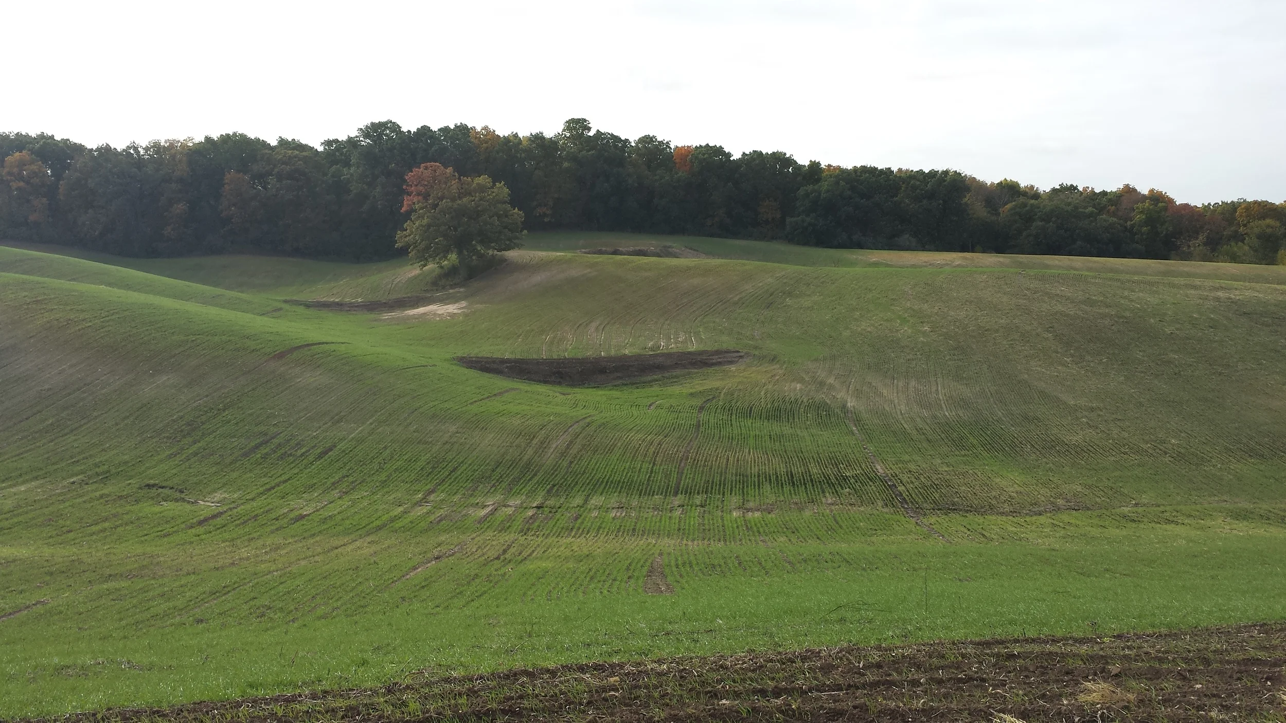 A hilly agricultural field with young green crops, soil patches, and a line of trees at the top of the hill.