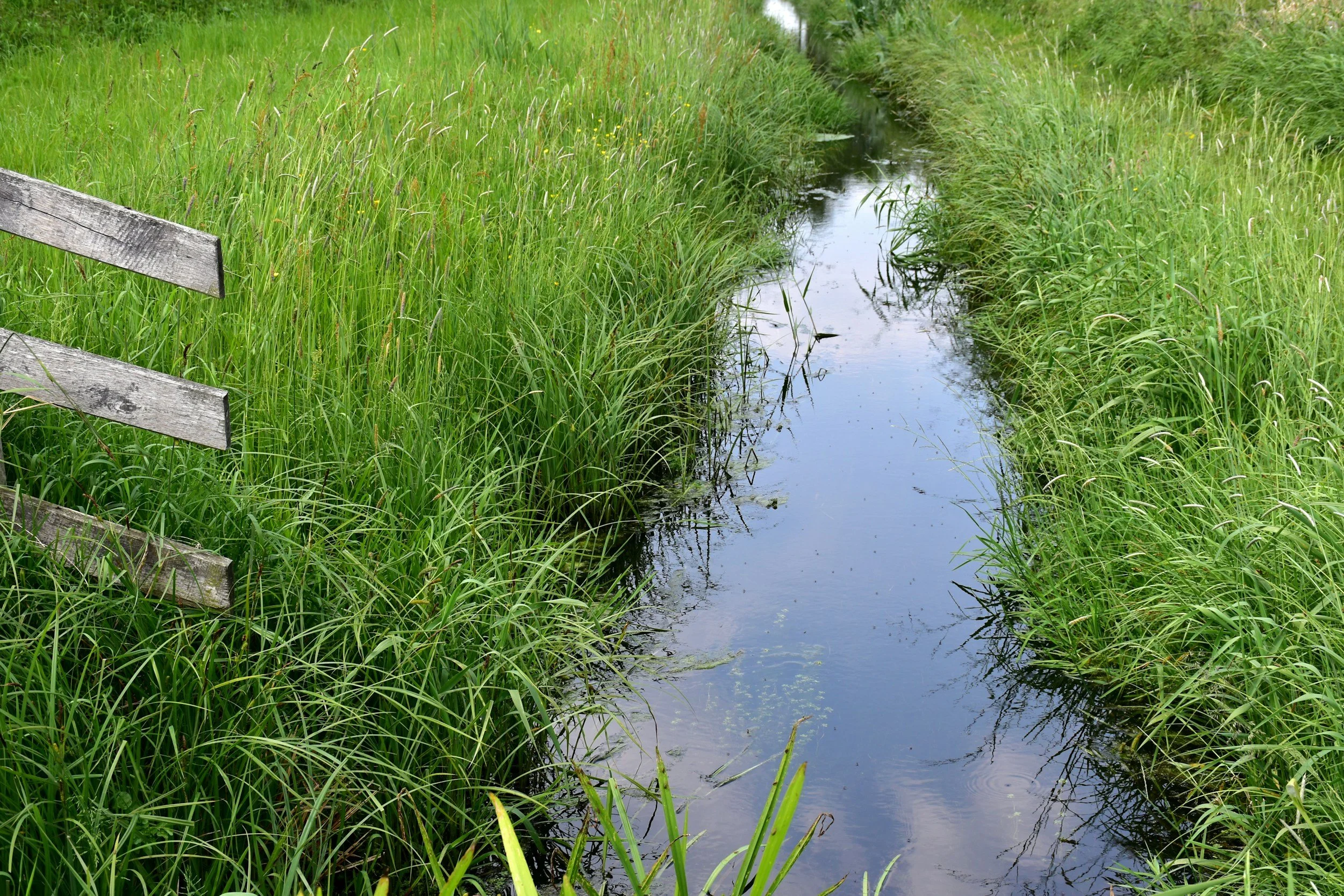 A narrow stream runs through tall green grass on a bright day, with a weathered wooden fence on the left side.