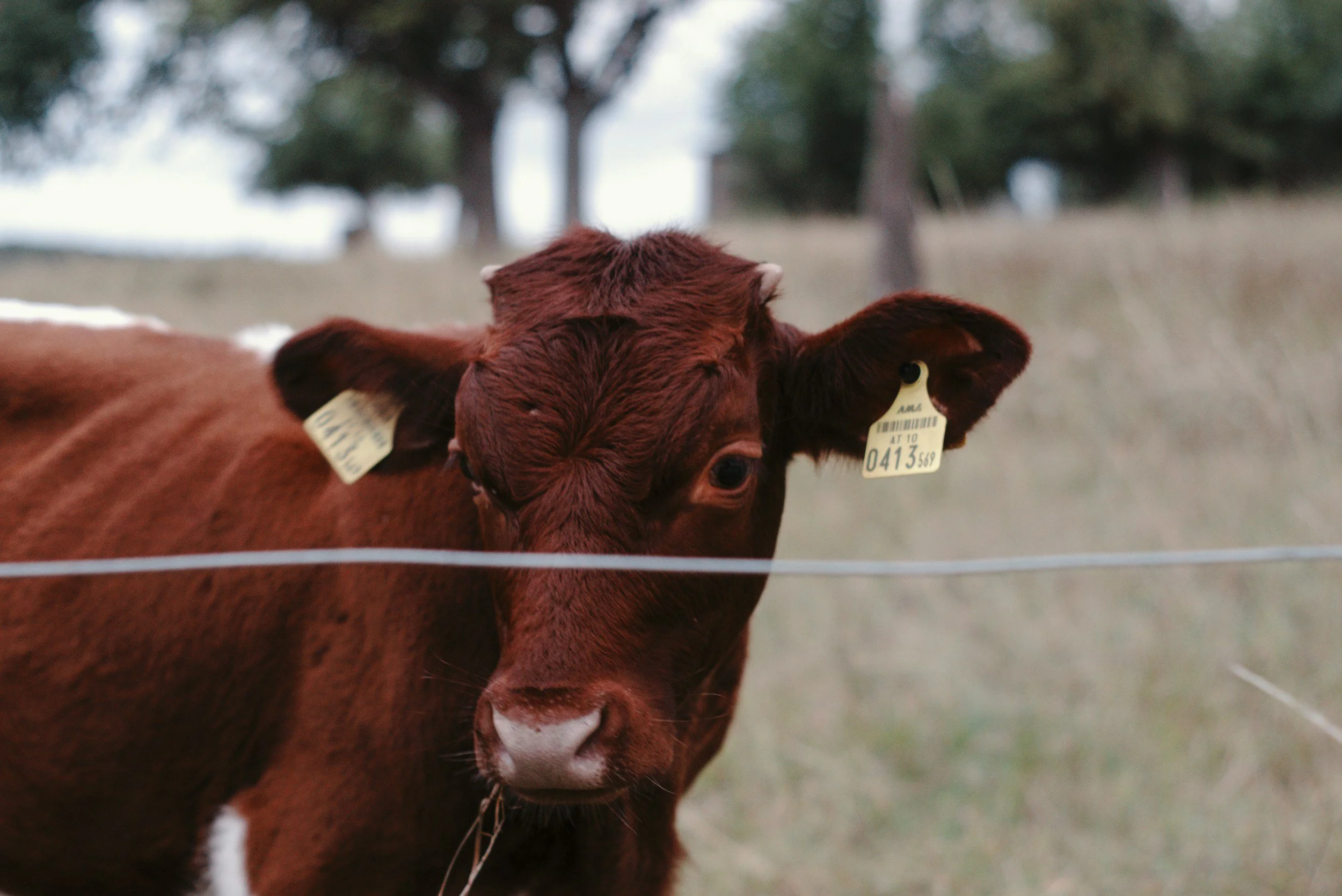 Young brown calf with ear tags standing behind a wire fence on a grassy field with trees in the background.