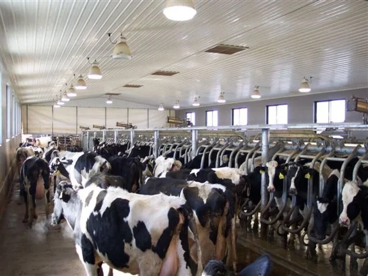 Inside a dairy farm barn with Holstein cows in individual feeding stalls.
