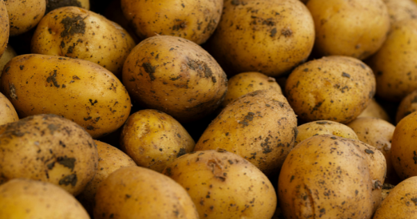 A close-up view of numerous yellow potatoes with dark spots.