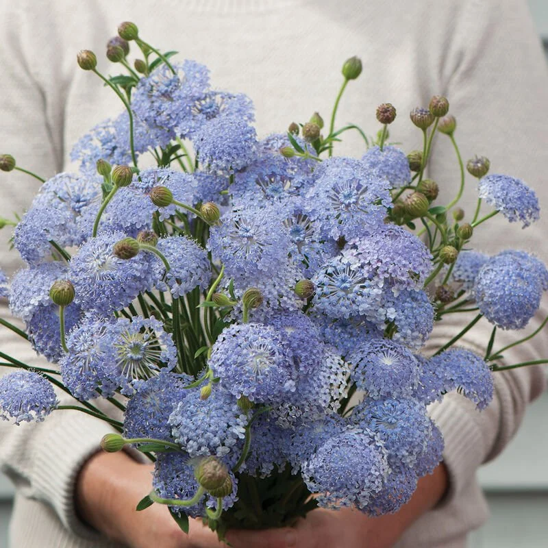 Person holding a bouquet of blue scabiosa flowers with unopened buds.