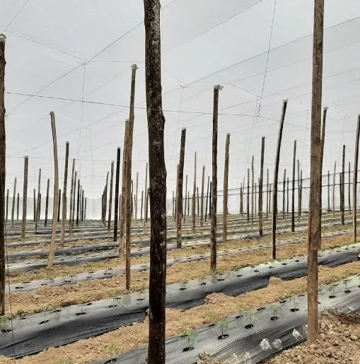 Hortas de morangos com estacas de suporte em campo agrícola