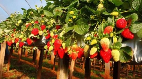 Fileira de plantas de morangos carregadas de morangos vermelhos e verdes, cultivadas em estufa ao ar livre.