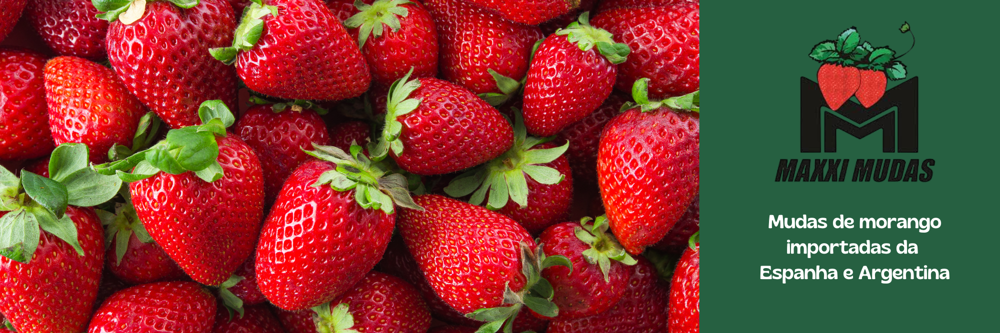 Morangos vermelhos frescos com folhas verdes, acompanhados de uma etiqueta da marca Maxxi Mudas e texto em português indicando mudas de morango importadas da Espanha e Argentina.