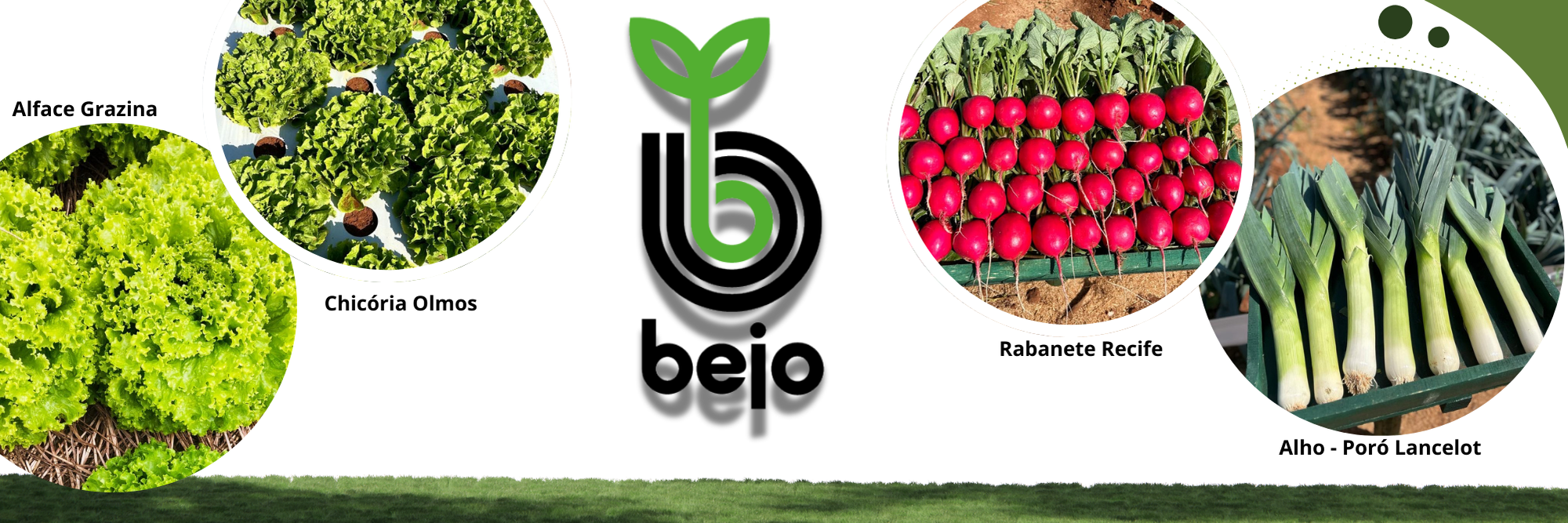 Imagem de seis fotos de hortaliças em círculos, incluindo alface, chicória, rabanete, alho e poró lancelot, com logo do blog "Bejo" no centro.