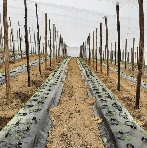 Cultivo de mudas de plantas em estufa com fileiras de plantas jovens e estrutura de apoio de madeira.