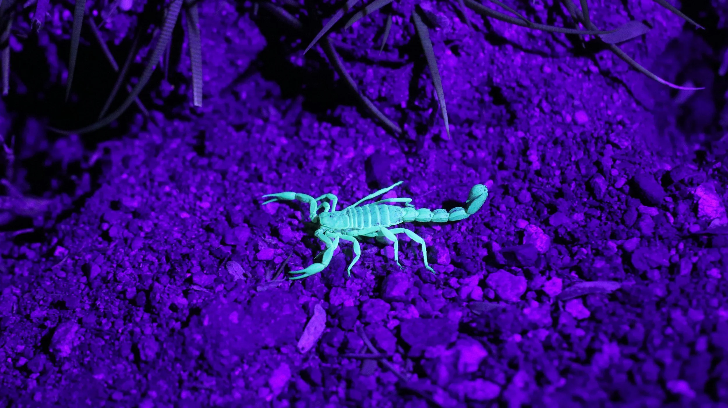 Full Moon Circle (in Scorpio) 