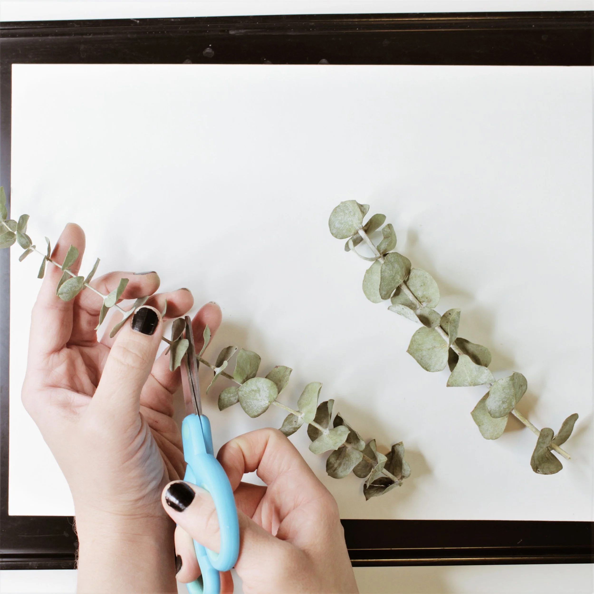 Cutting plants for a cyanotype-inspired painting project