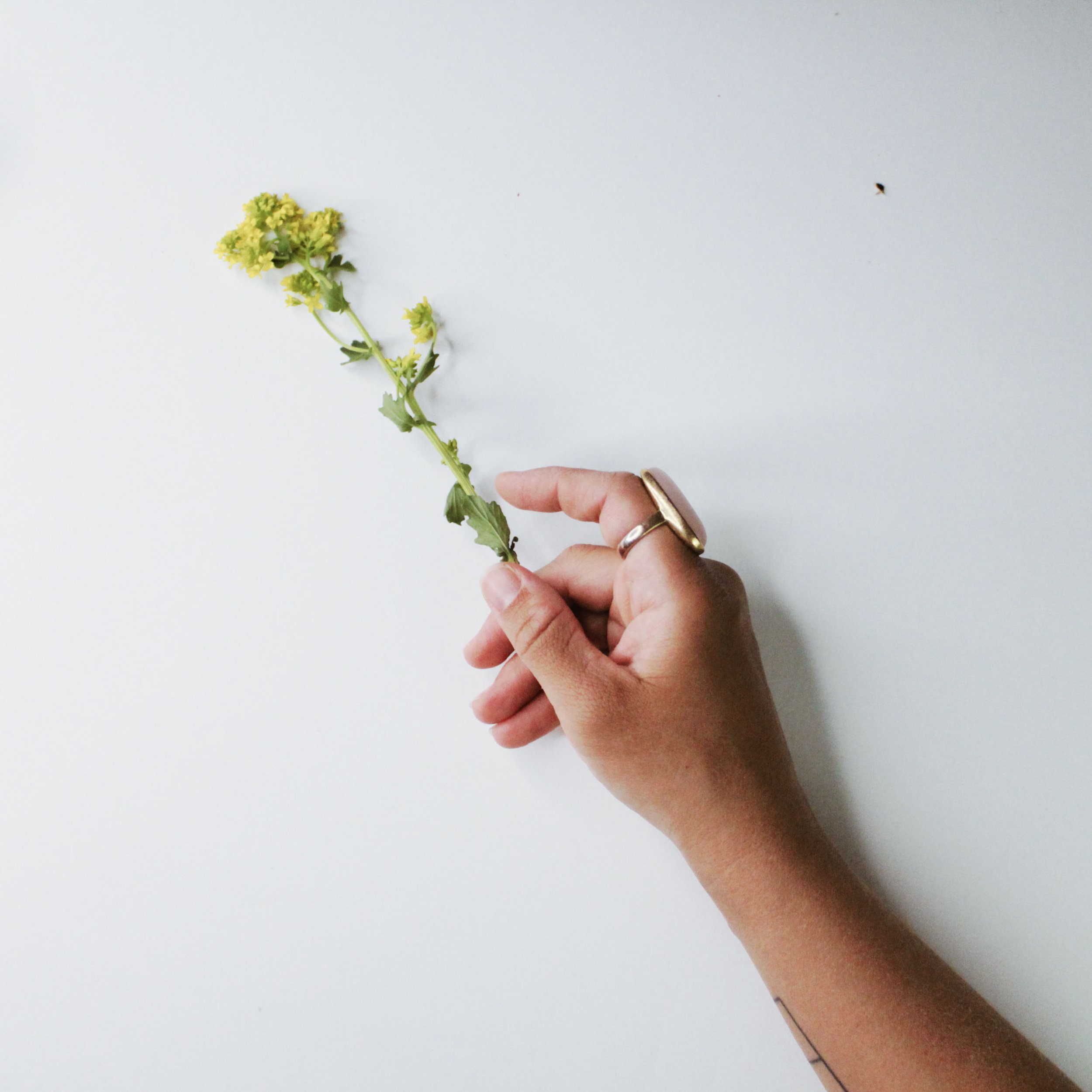 Flowers gathered for flower prints