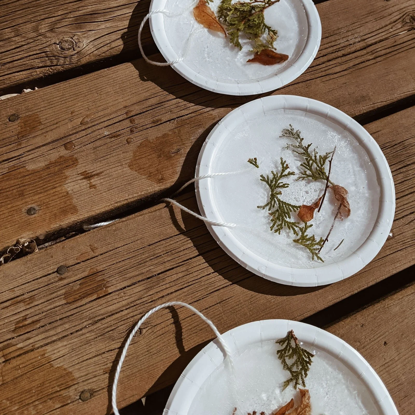 Freezing a botanical ice suncatcher outdoors