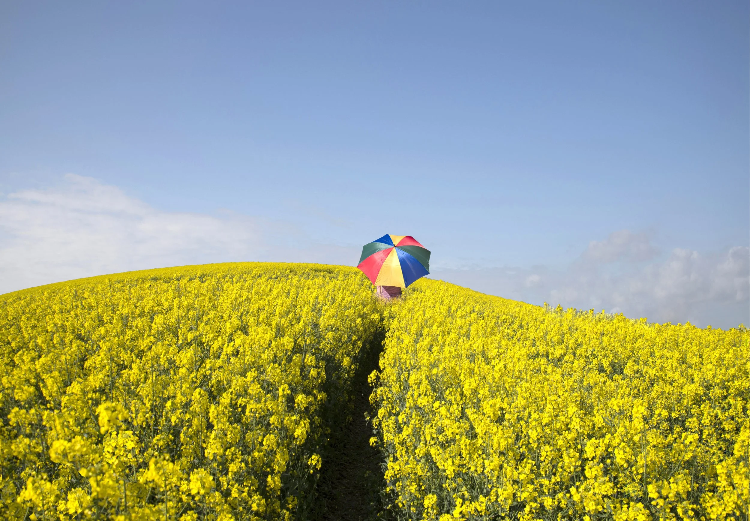 A person holding a multicolored umbrella in a yellow flower field under a blue sky.