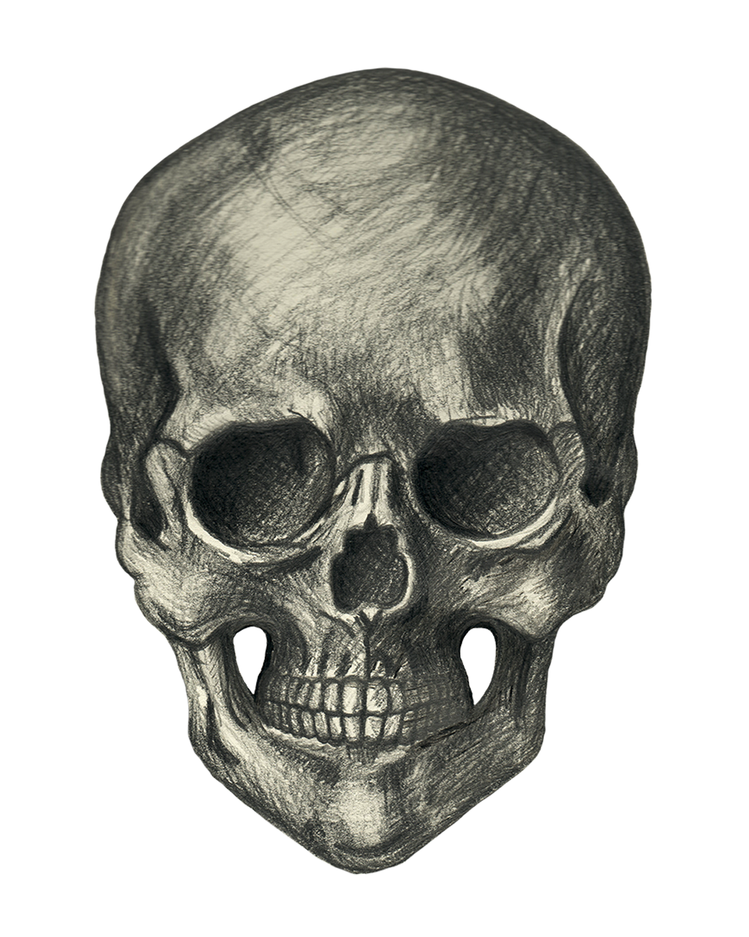 Skull pencil drawing