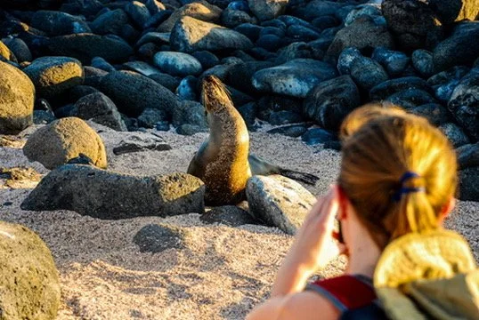 A woman with red hair in a ponytail, wearing a red shirt, takes a photo of a sea lion on a rocky beach.