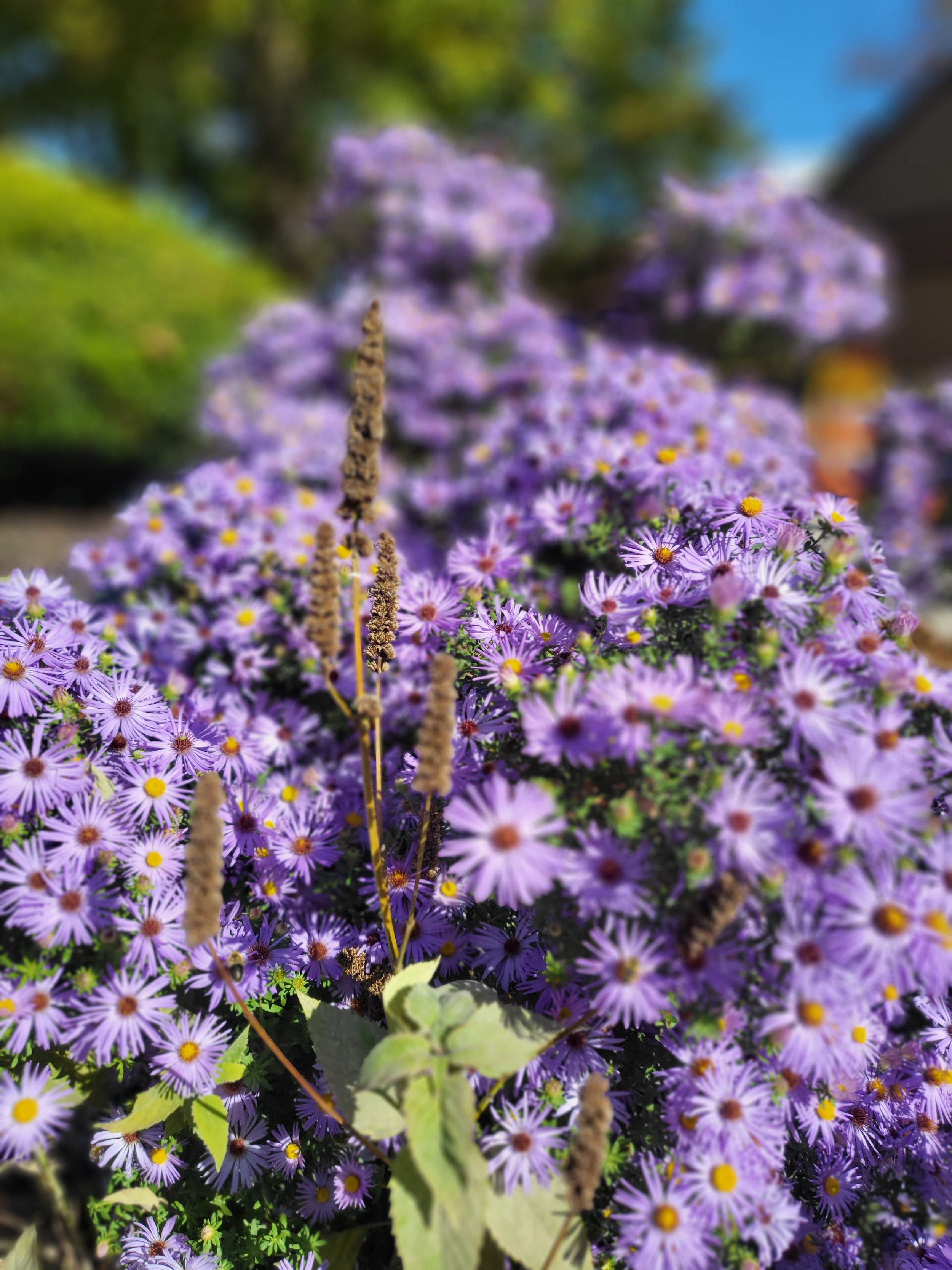 Senior Center After 7.jpg