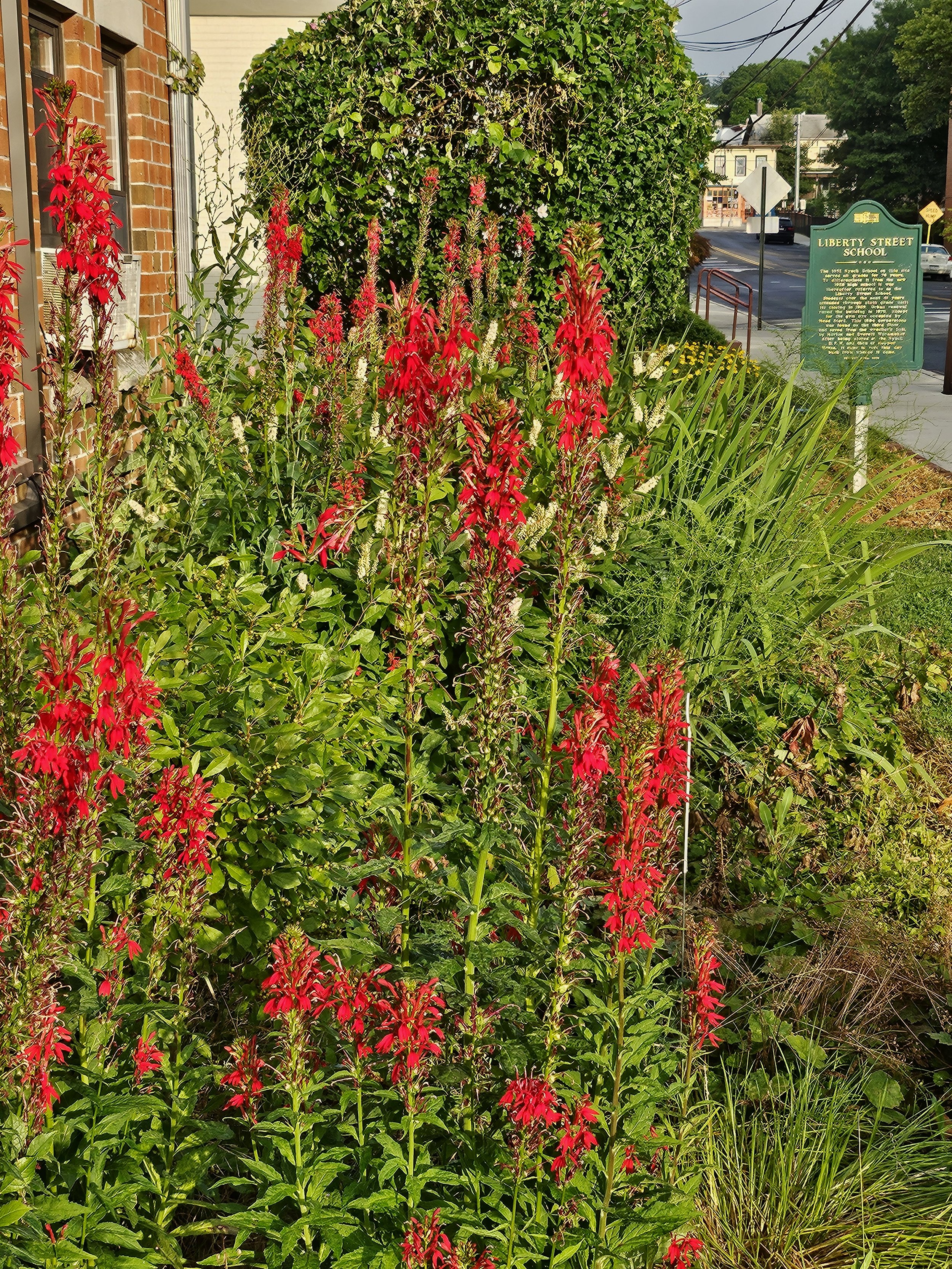 Headstart Garden 12.jpg