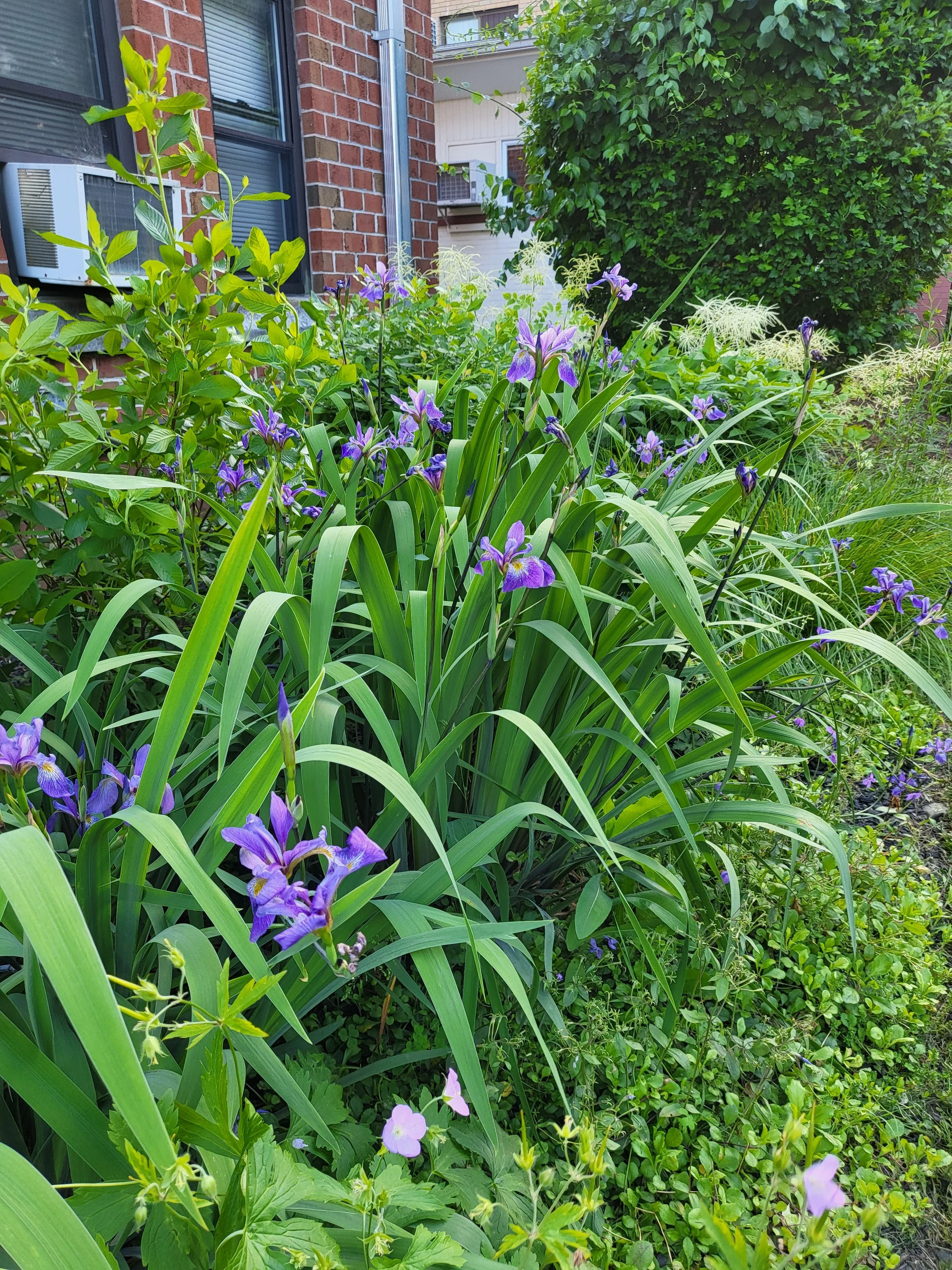 Headstart Garden 9.jpg